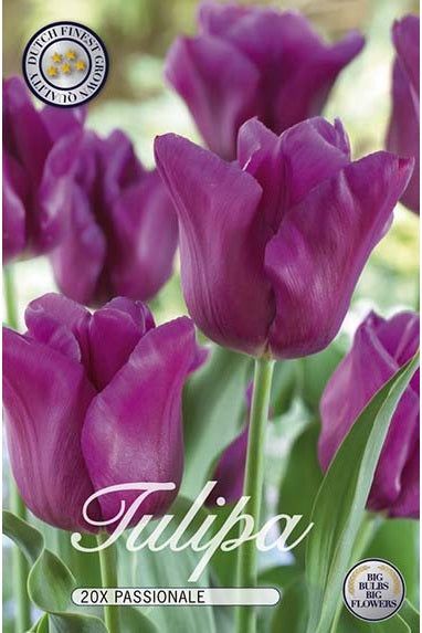 Tulip Passionale 20-pakning